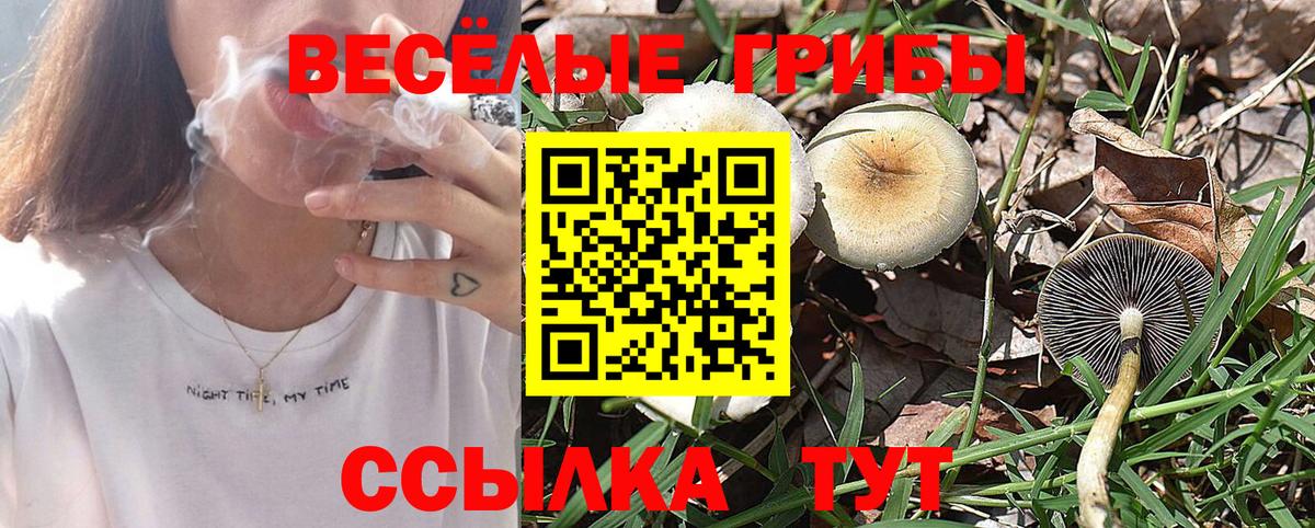 Галлюциногенные грибы Psilocybine cubensis Нерюнгри